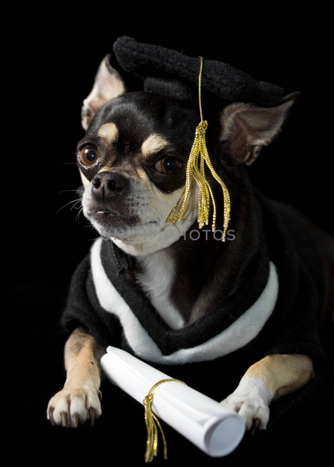 Cute chihuahua in cap and gown for graduation. On black background