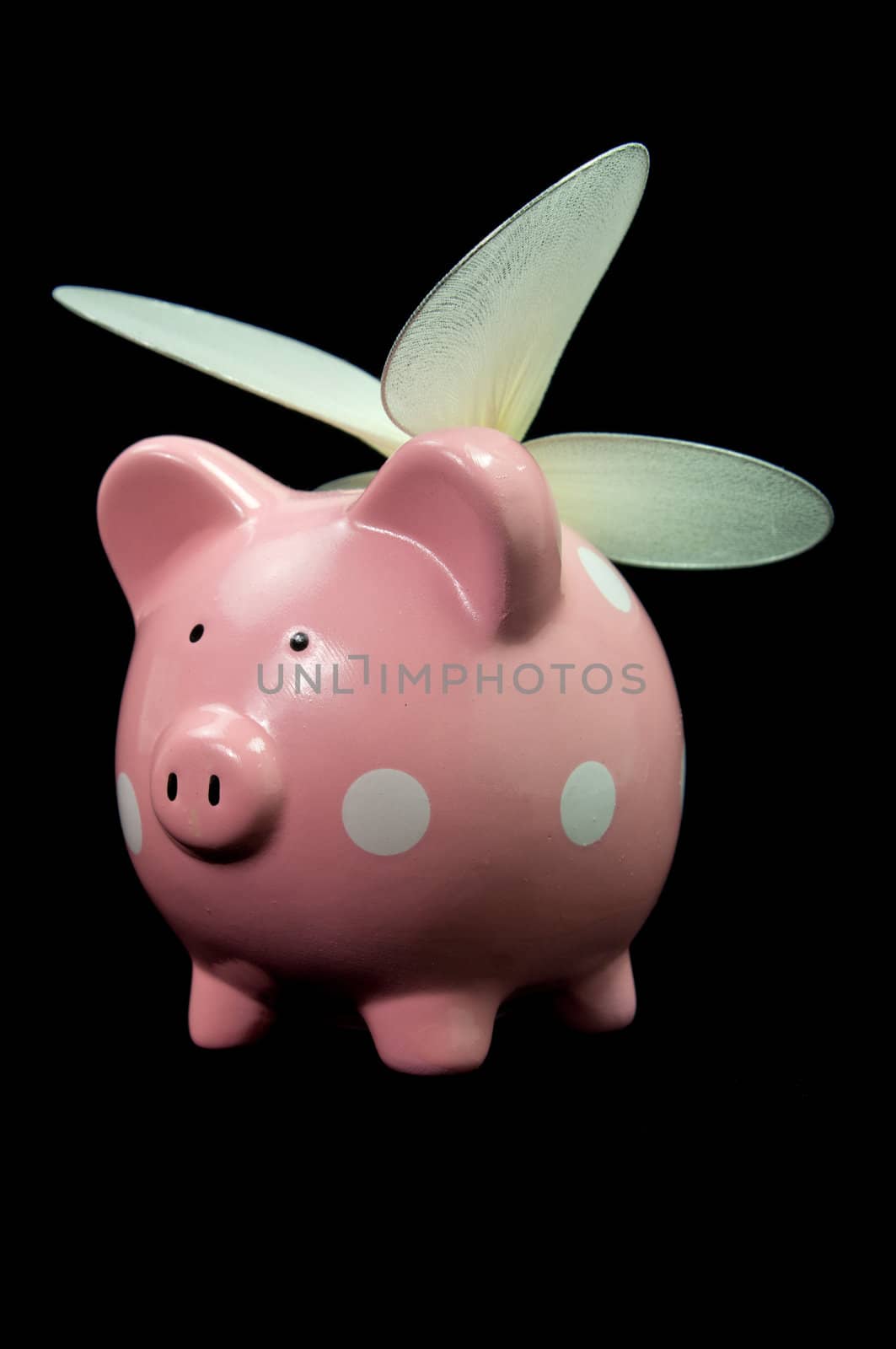 Pink piggy bank with wings on black background