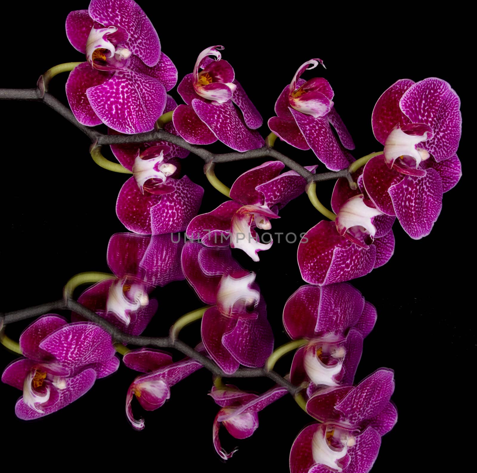 Elegant pink & white orchids isolated on black background with reflection