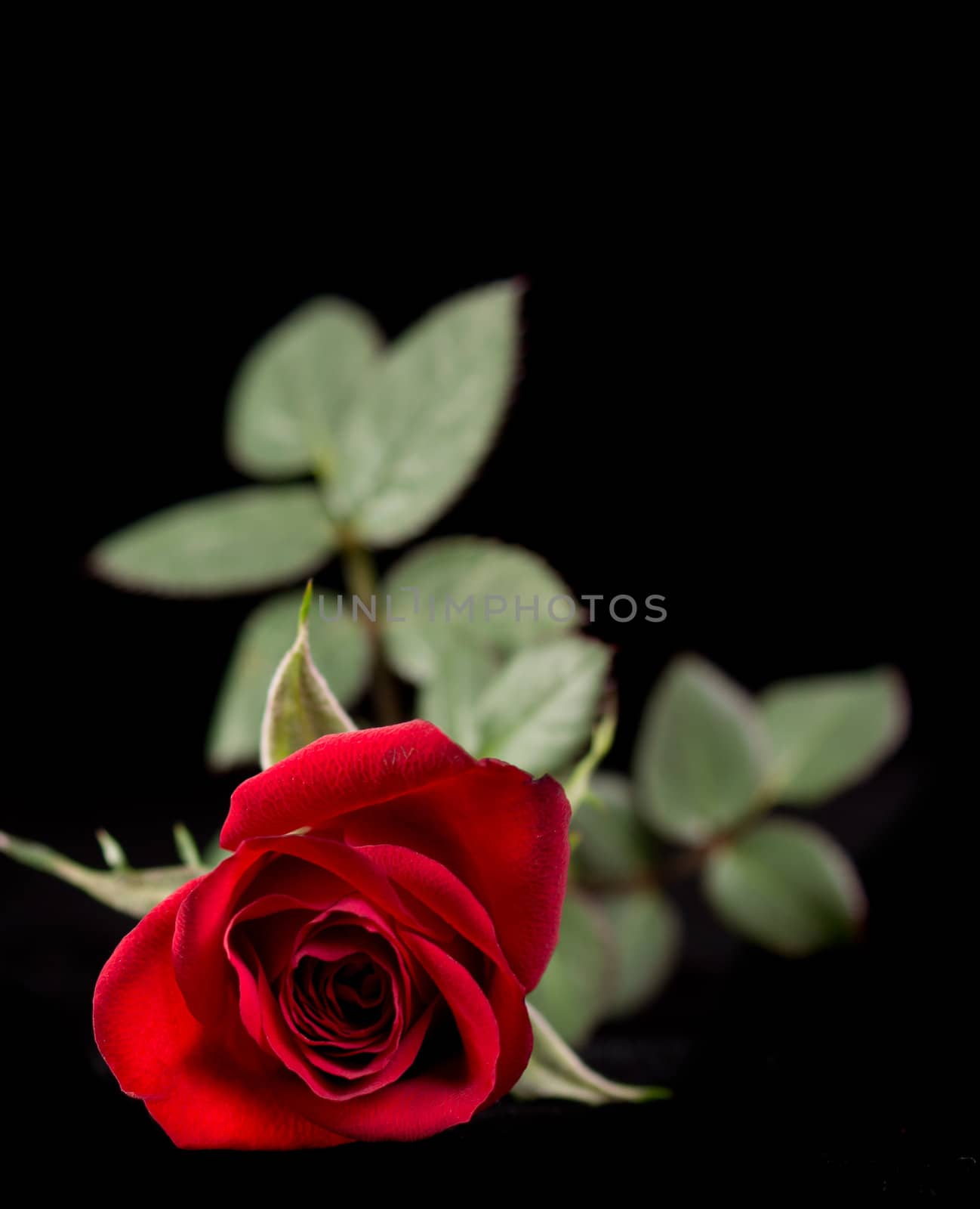Single red rose isolated on black background