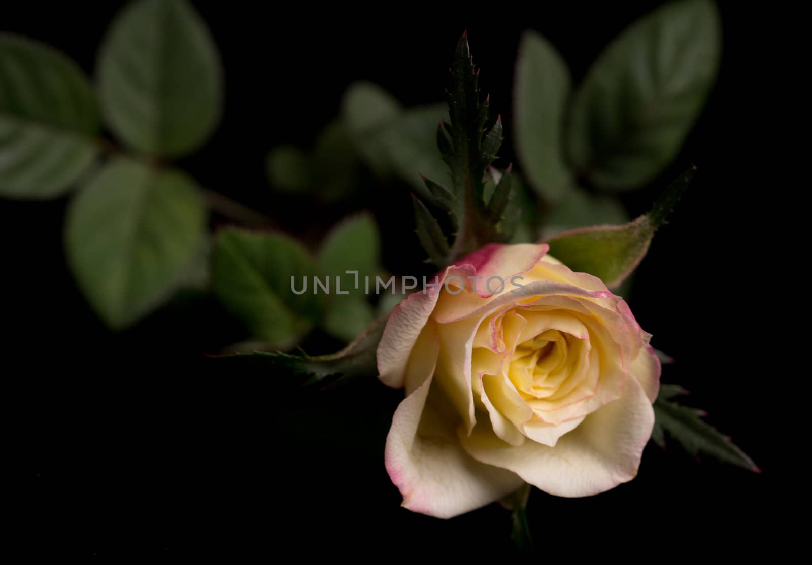 Yellow Rose Isolated on Black by cvalle