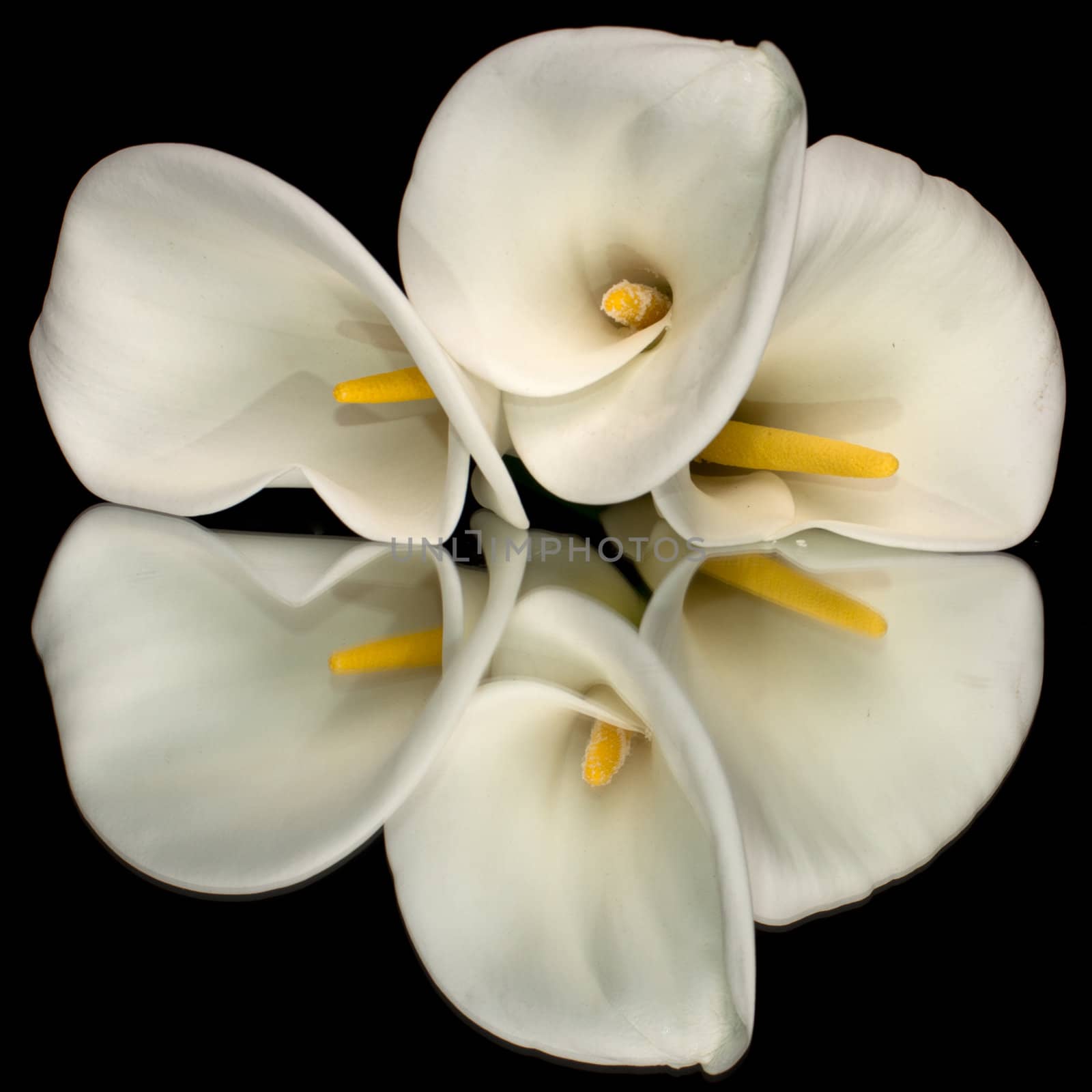 Three white calla lillies isolated on black background with reflection