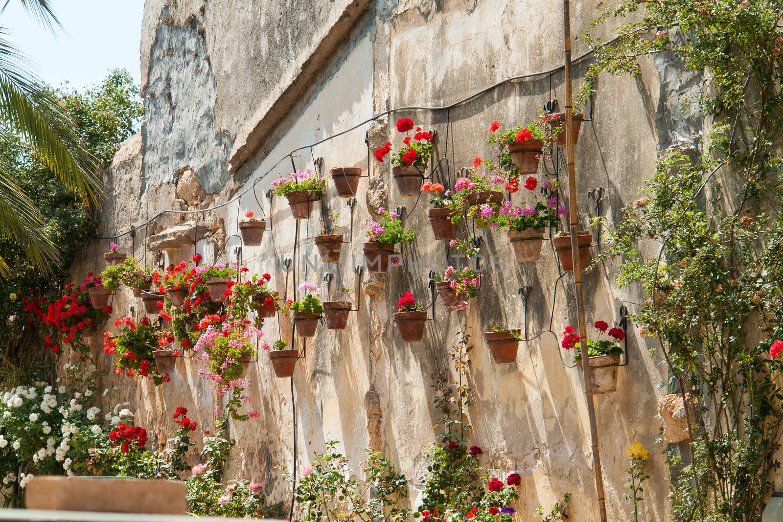 Typical wall planter pots  with Geranium hanged on a wall Tuscany Italy style