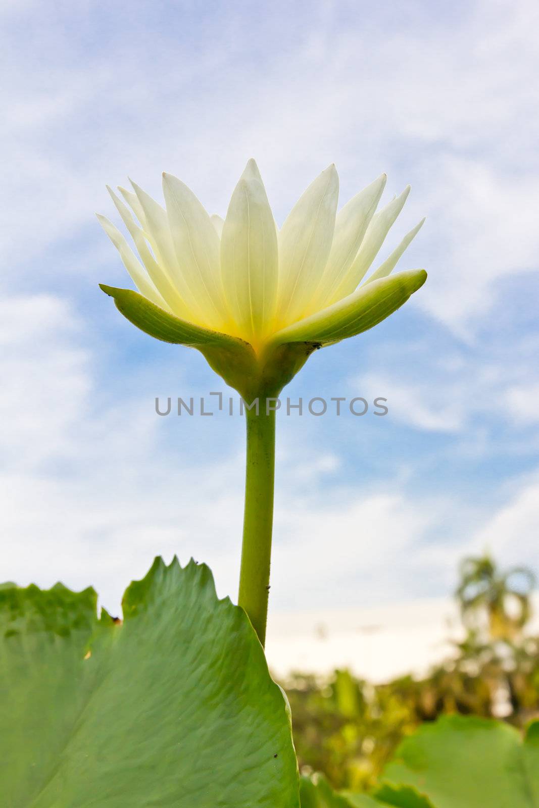 white water lily on blue sky