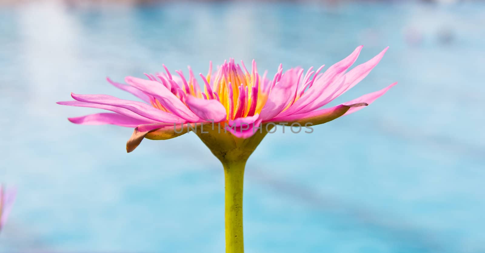 pink water lily on blue background
