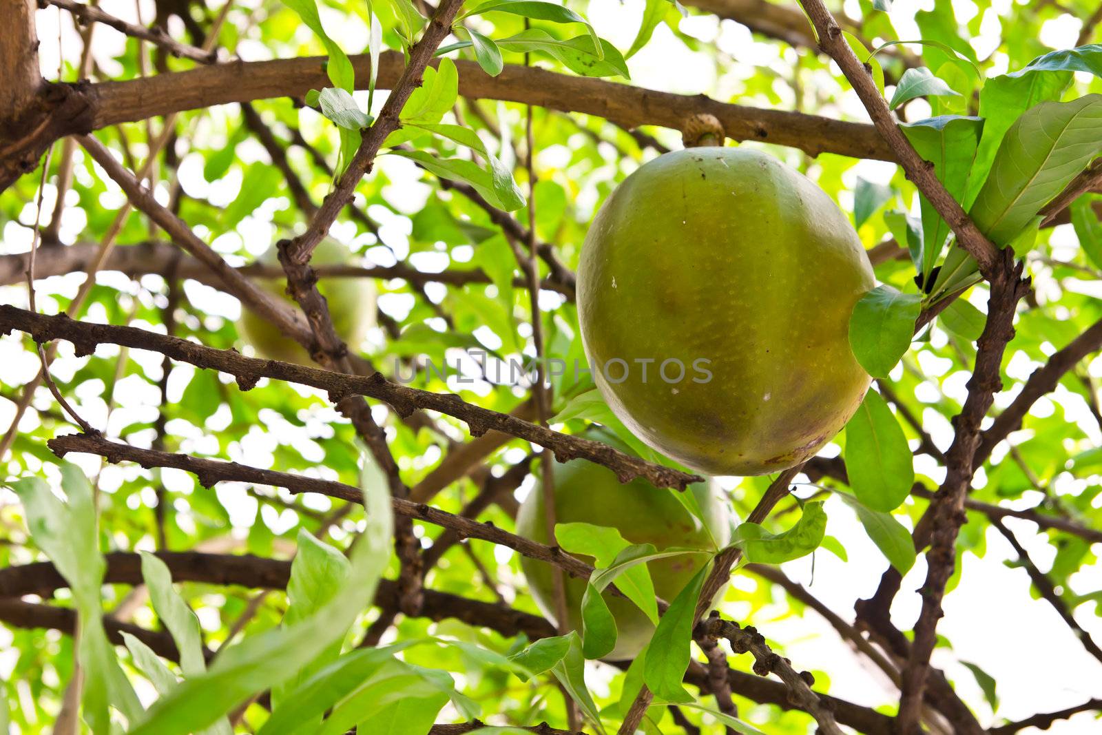 calabash tree by tungphoto