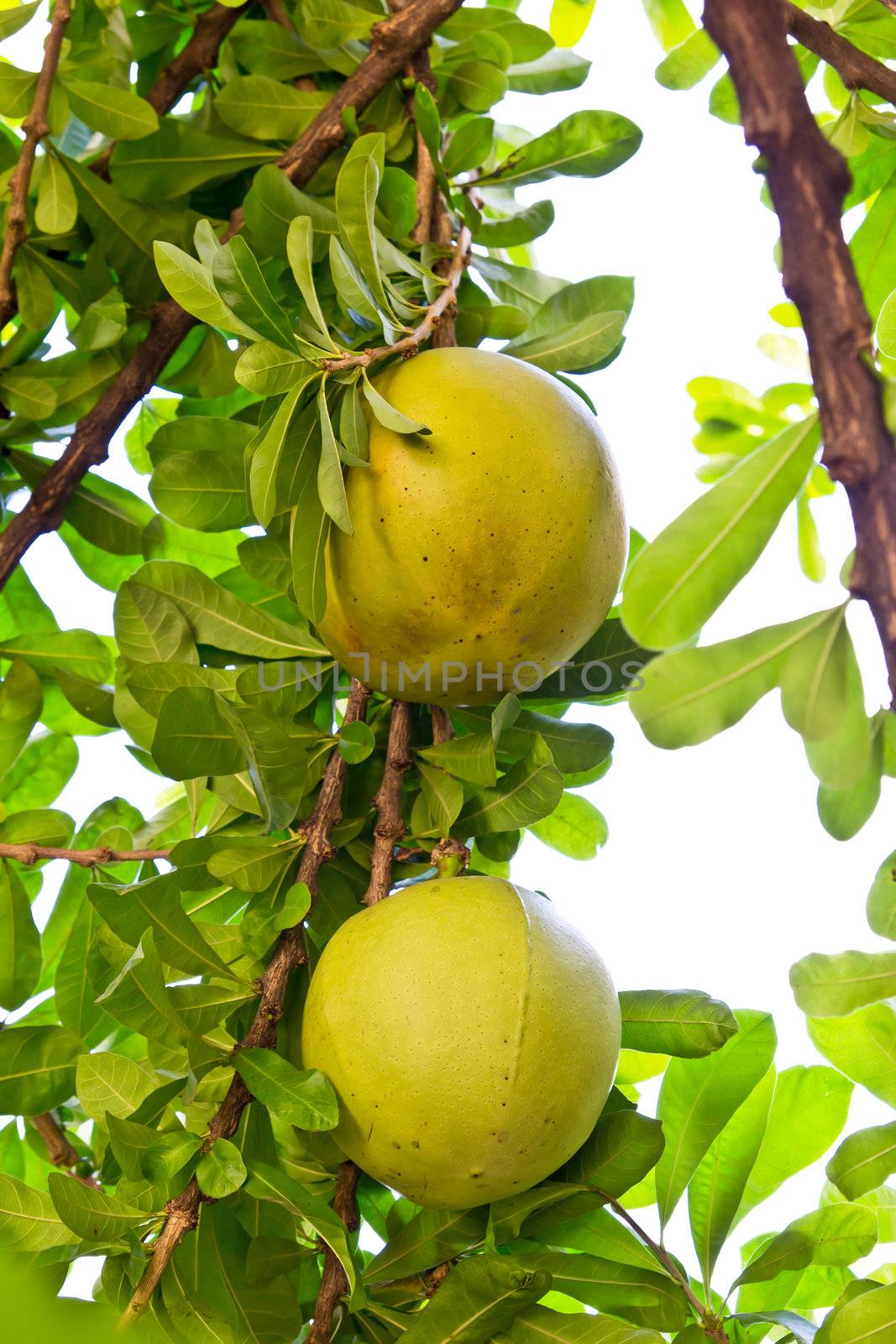 calabash tree by tungphoto