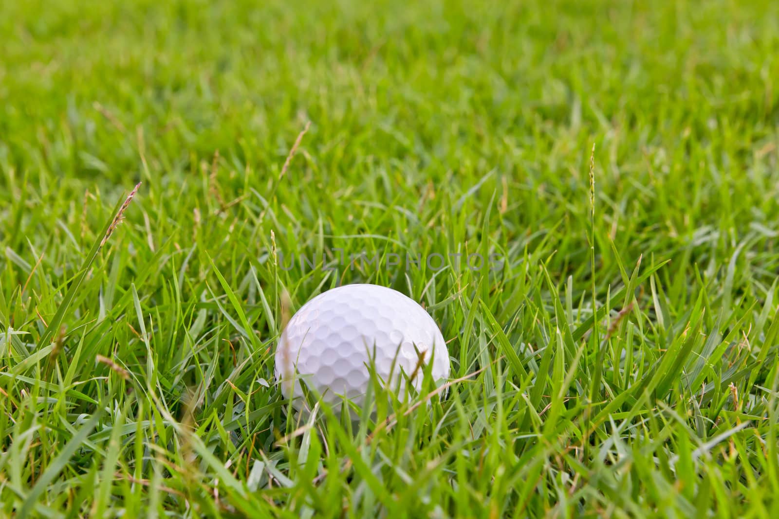 golf ball on tall grass by tungphoto