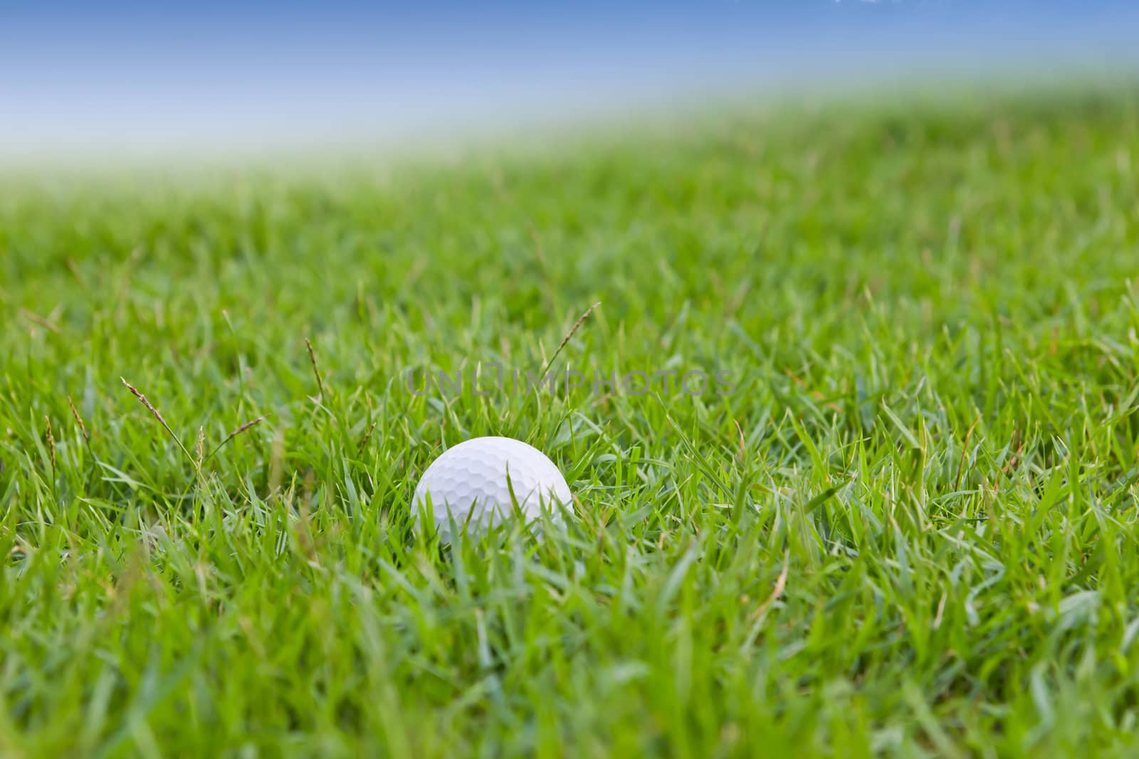 golf ball on grass by tungphoto