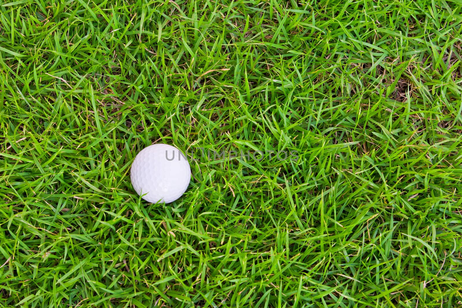 golf ball on green grass by tungphoto