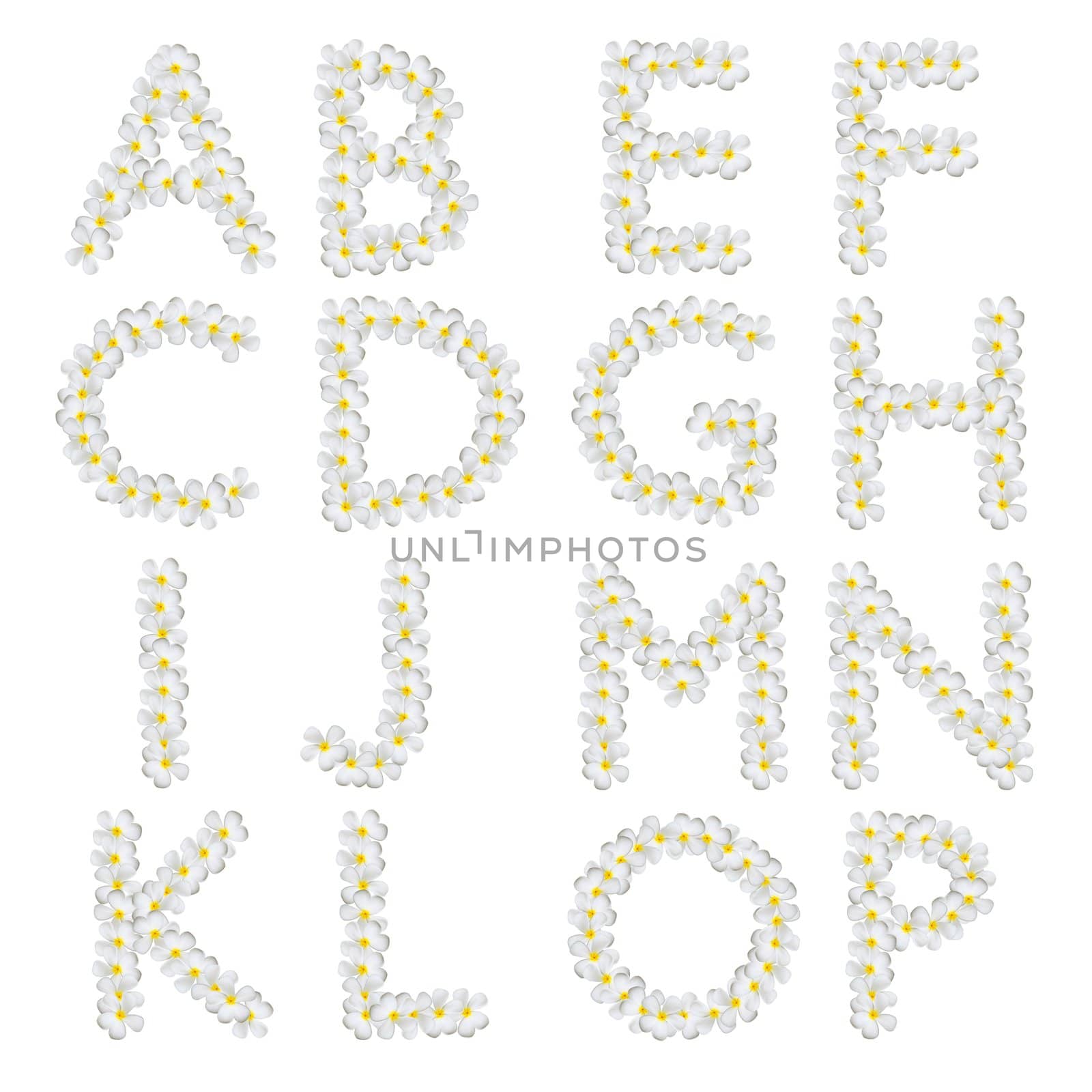 Plumeria alphabet isolated on white background