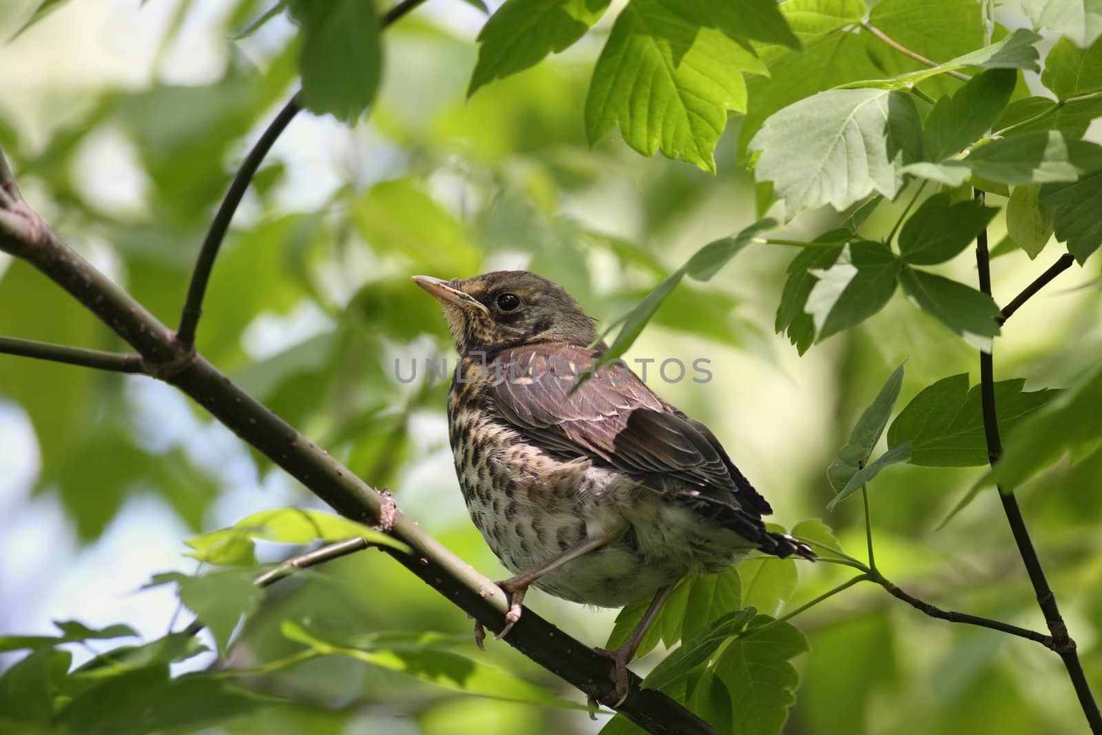 The young left the nest of Fieldfare Thrush