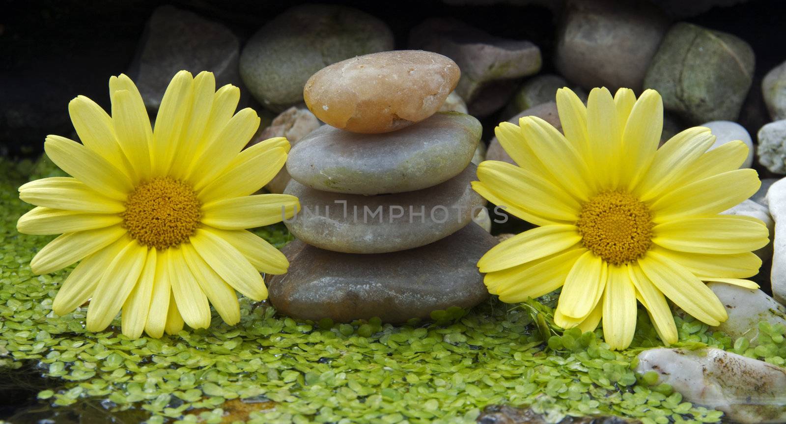 yellow flowers and stones in water