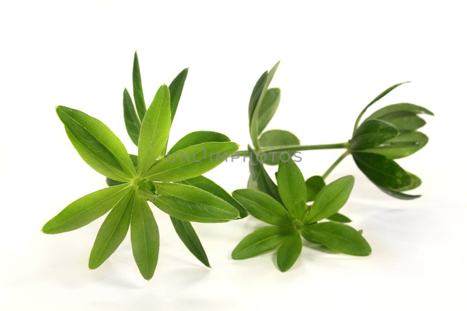 fresh sweet woodruff in front of white background