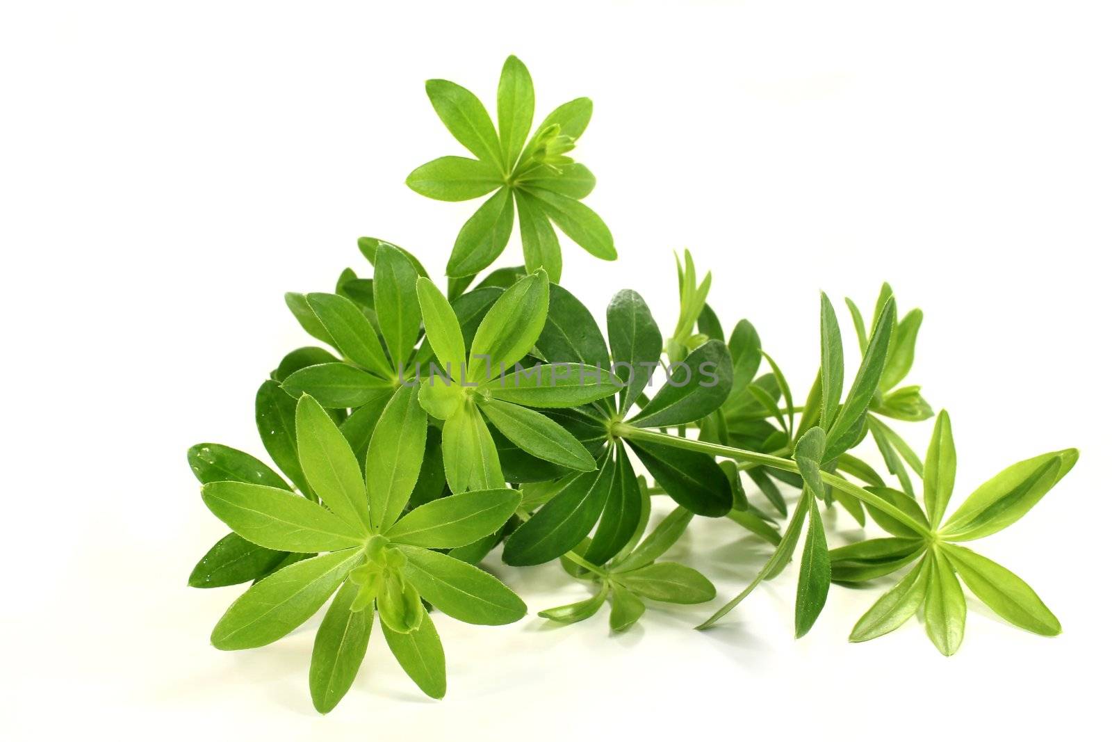 fresh sweet woodruff in front of white background