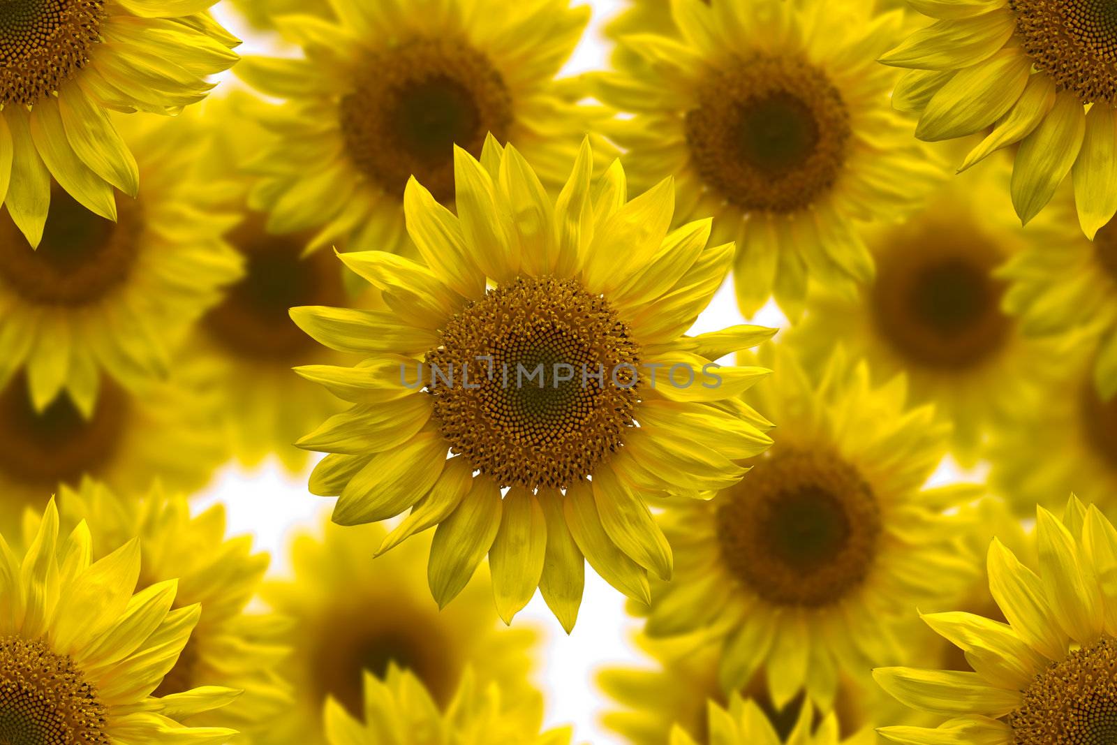 Sunflower seamless image for background by tungphoto