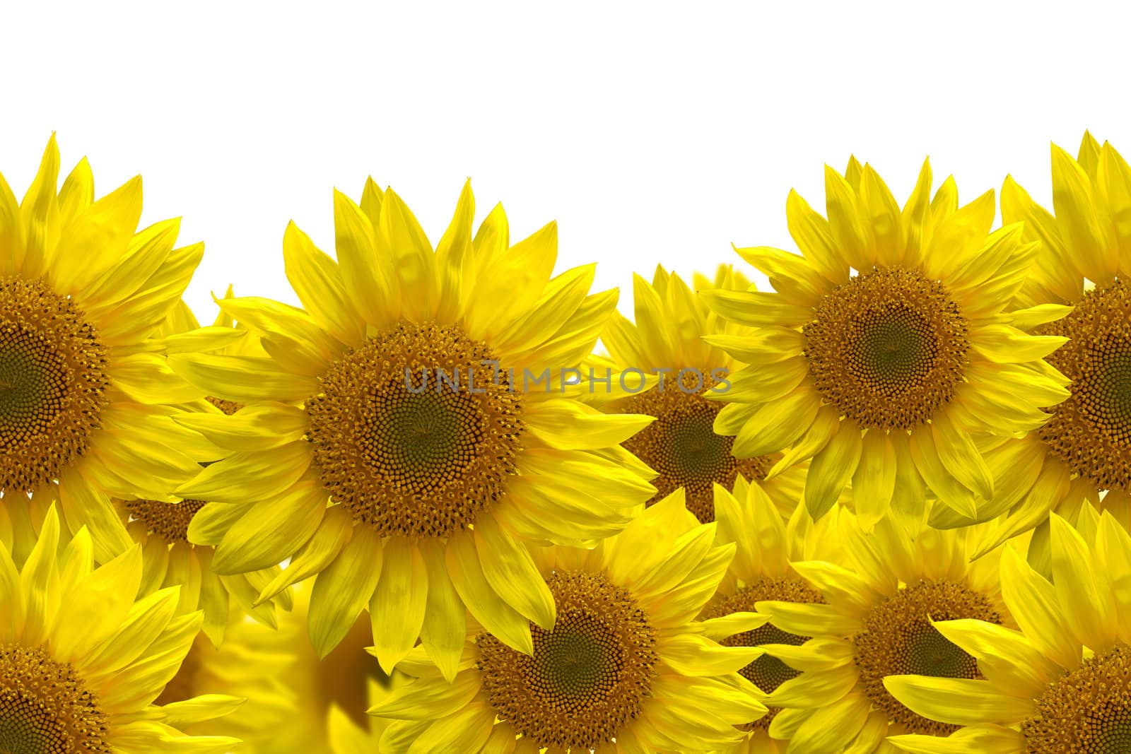 sunflower for background by tungphoto