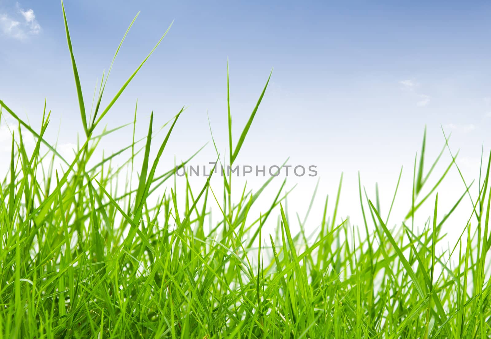 green grass against blue sky