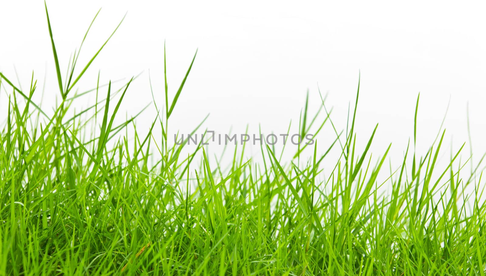 green grass on white background by tungphoto