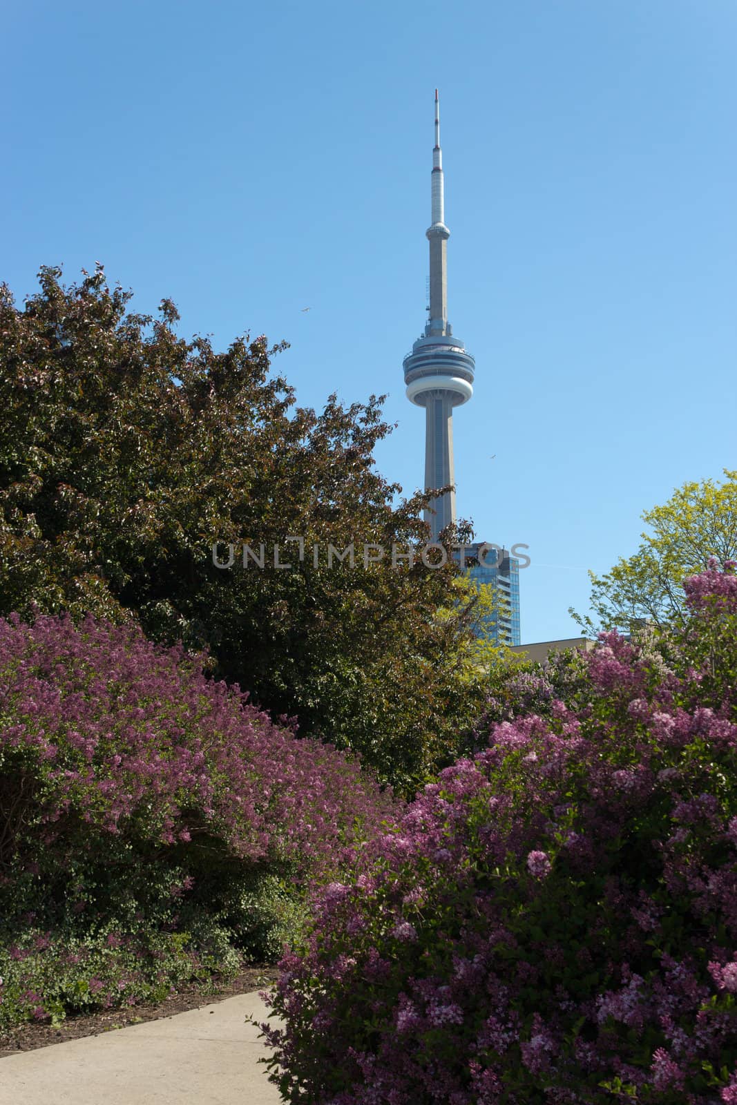 The CN Tower seen from the Harbourfront Music Garden.