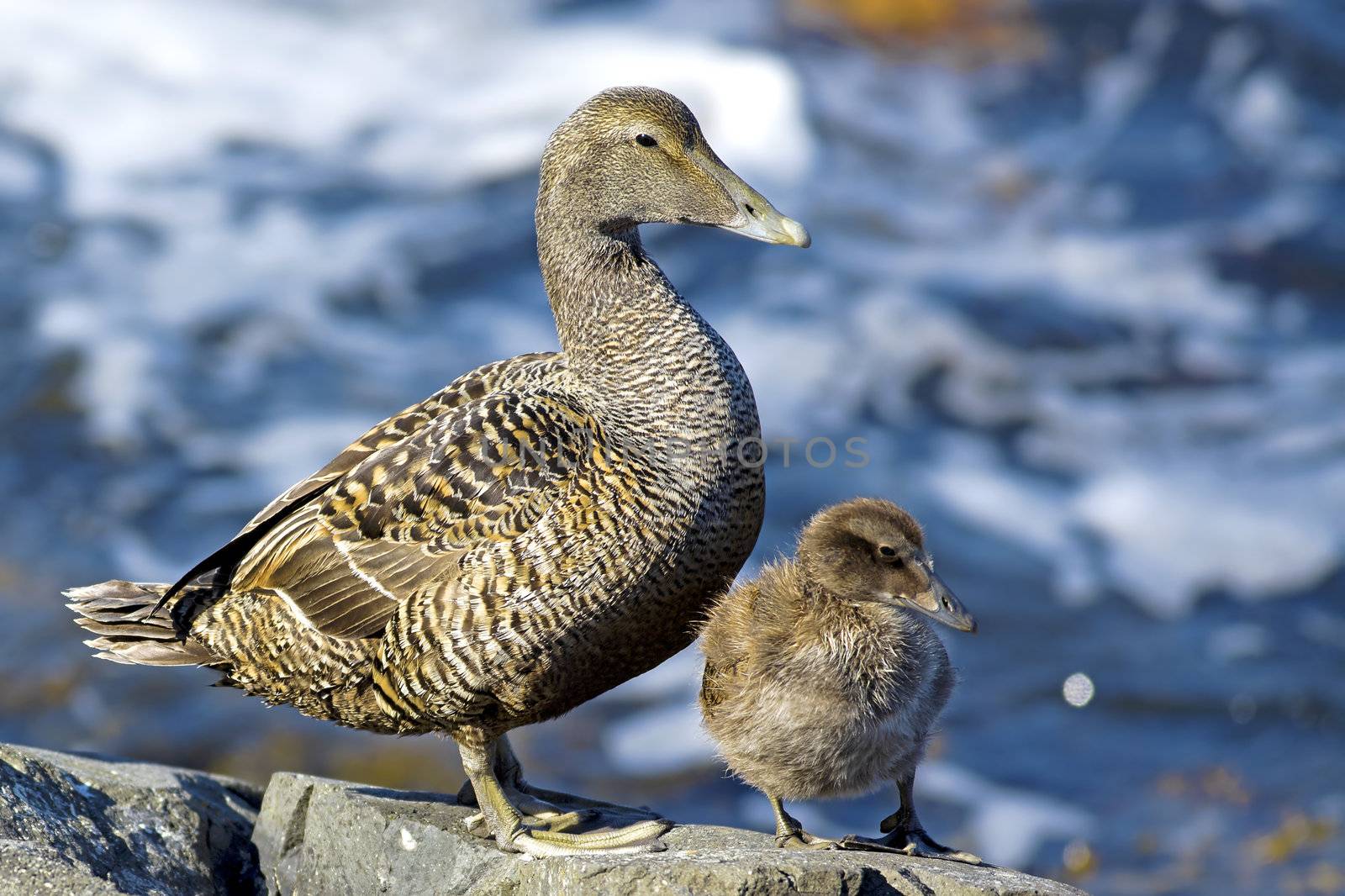 Duckling family by kjorgen