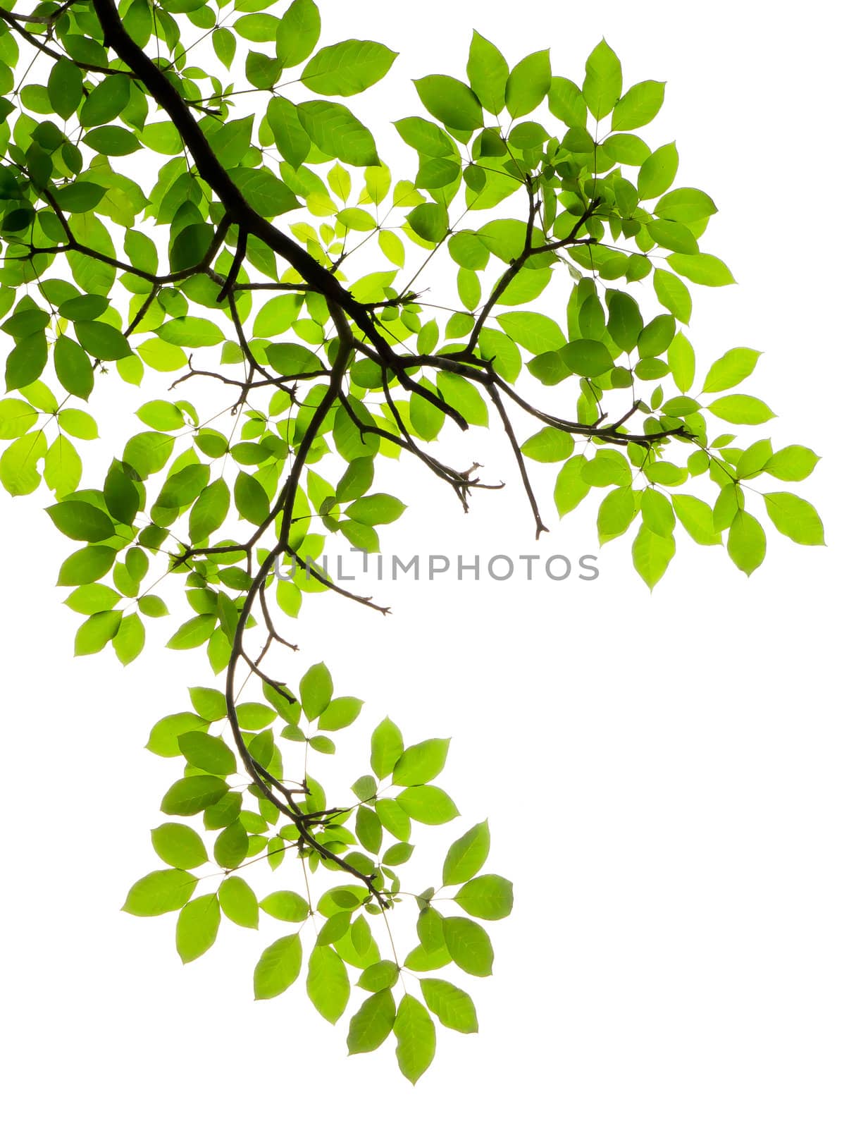 green leave on white background by tungphoto