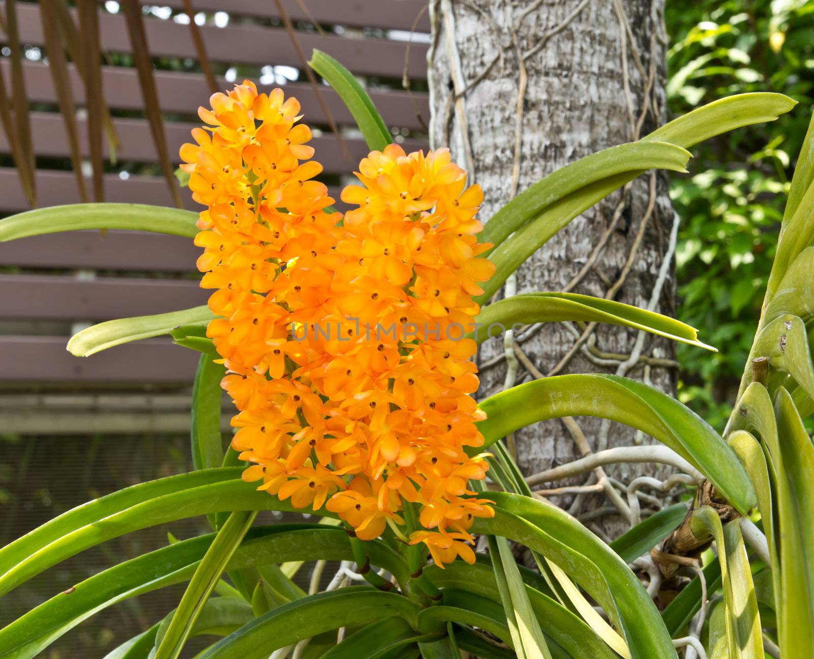 beautiful rhynchocentrum ladda gold orchid by tungphoto