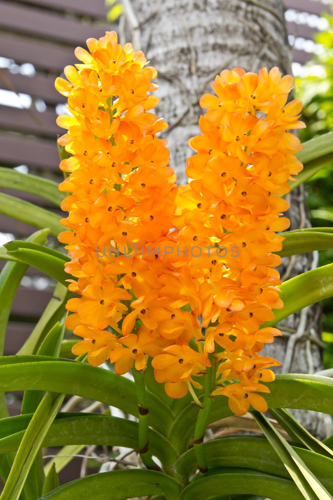 beautiful rhynchocentrum ladda gold orchid by tungphoto