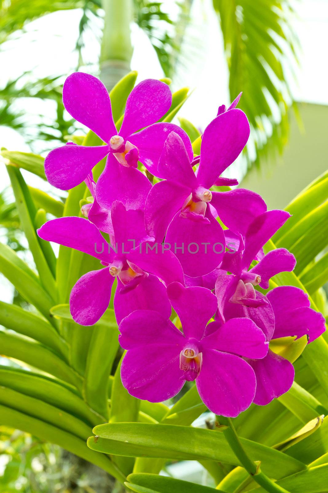 beautiful violet rhynchocentrum orchid