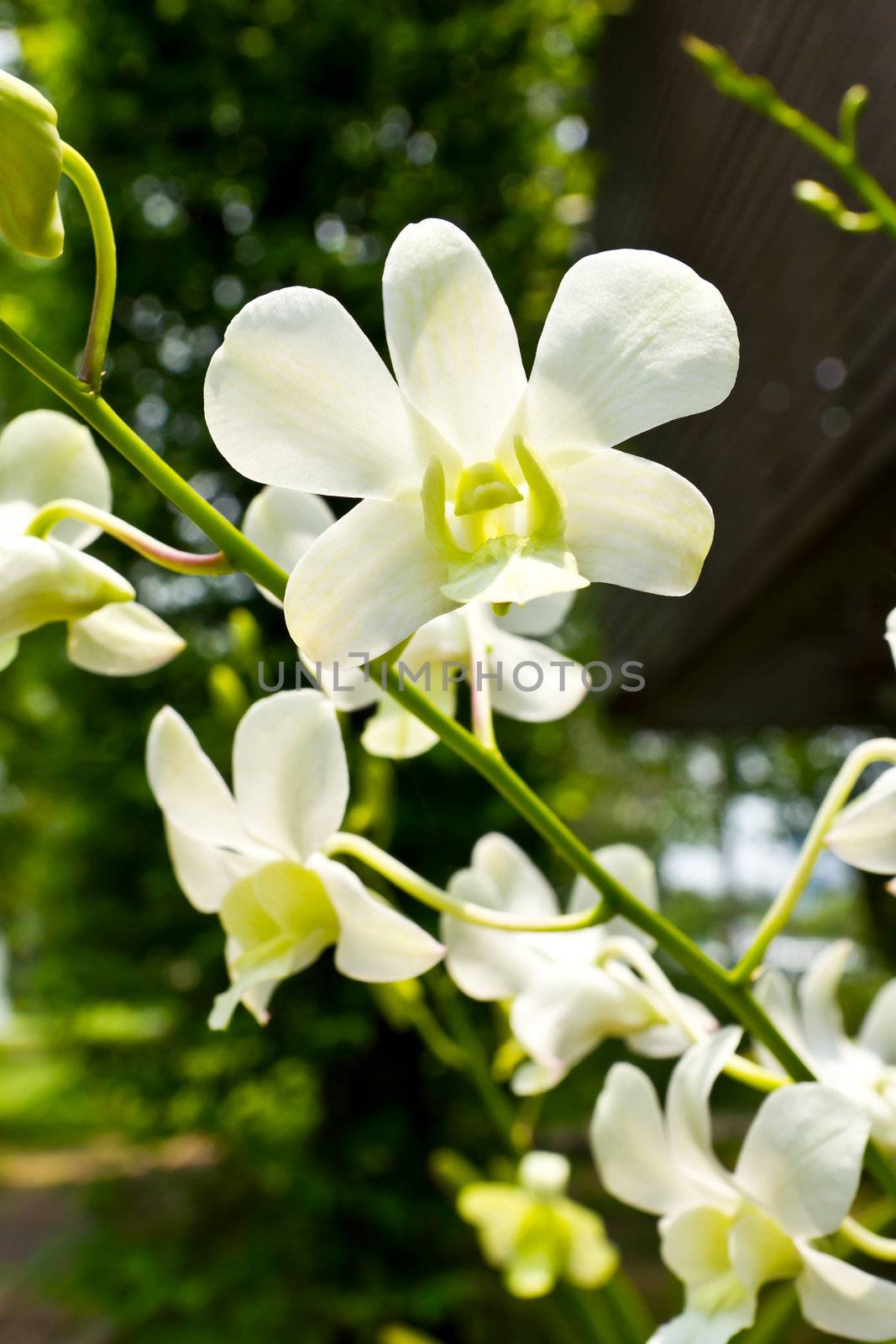 beautiful white  rhynchostylis orchid by tungphoto