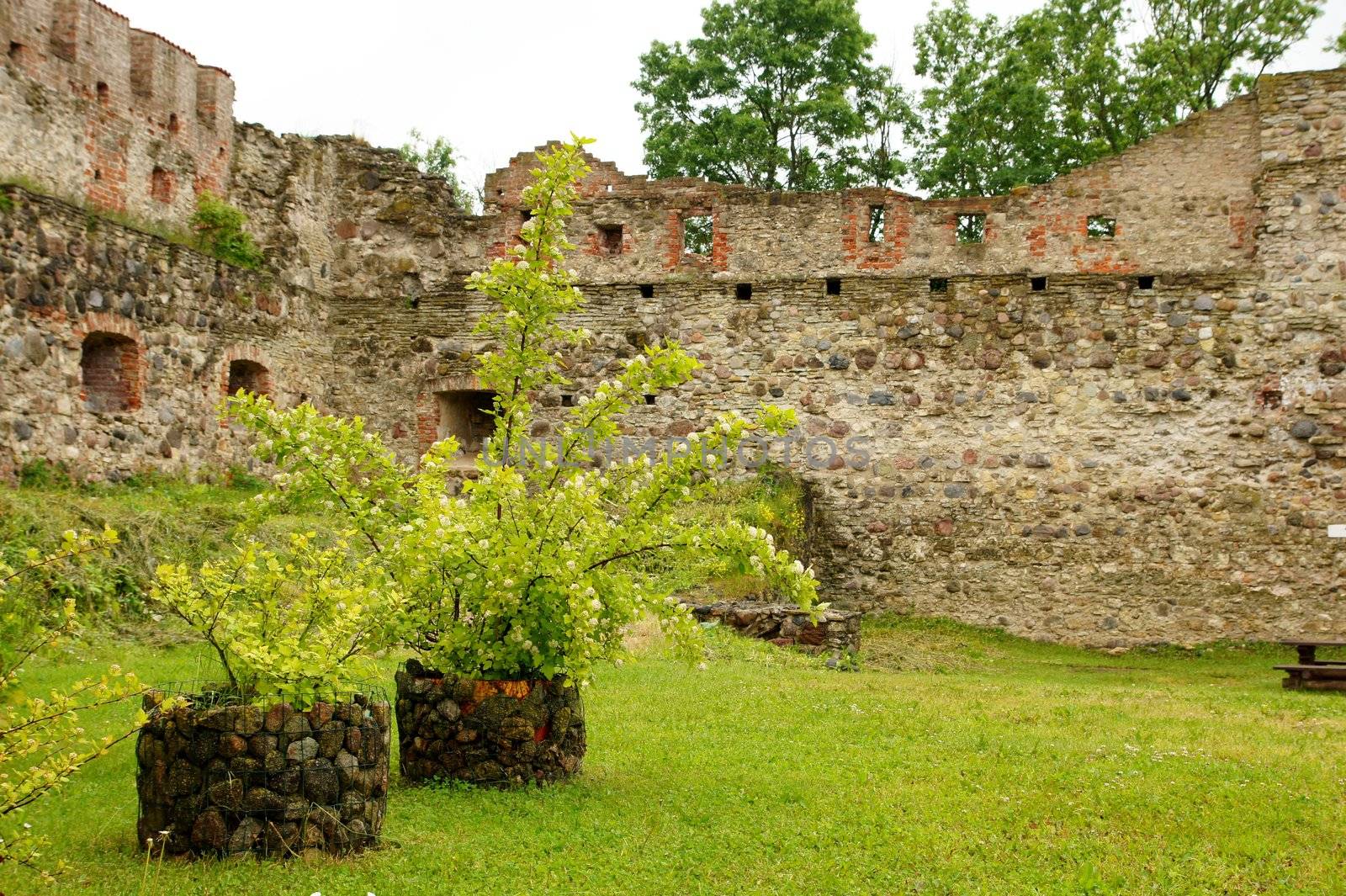 Plants and stones on a background of an old wall of a castle