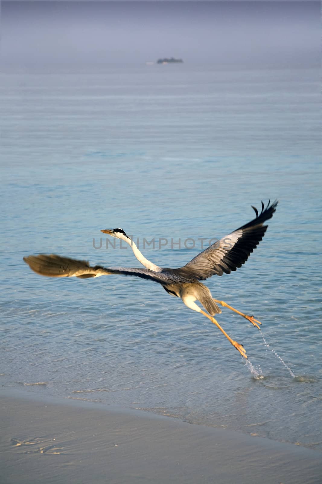 Heron taking off