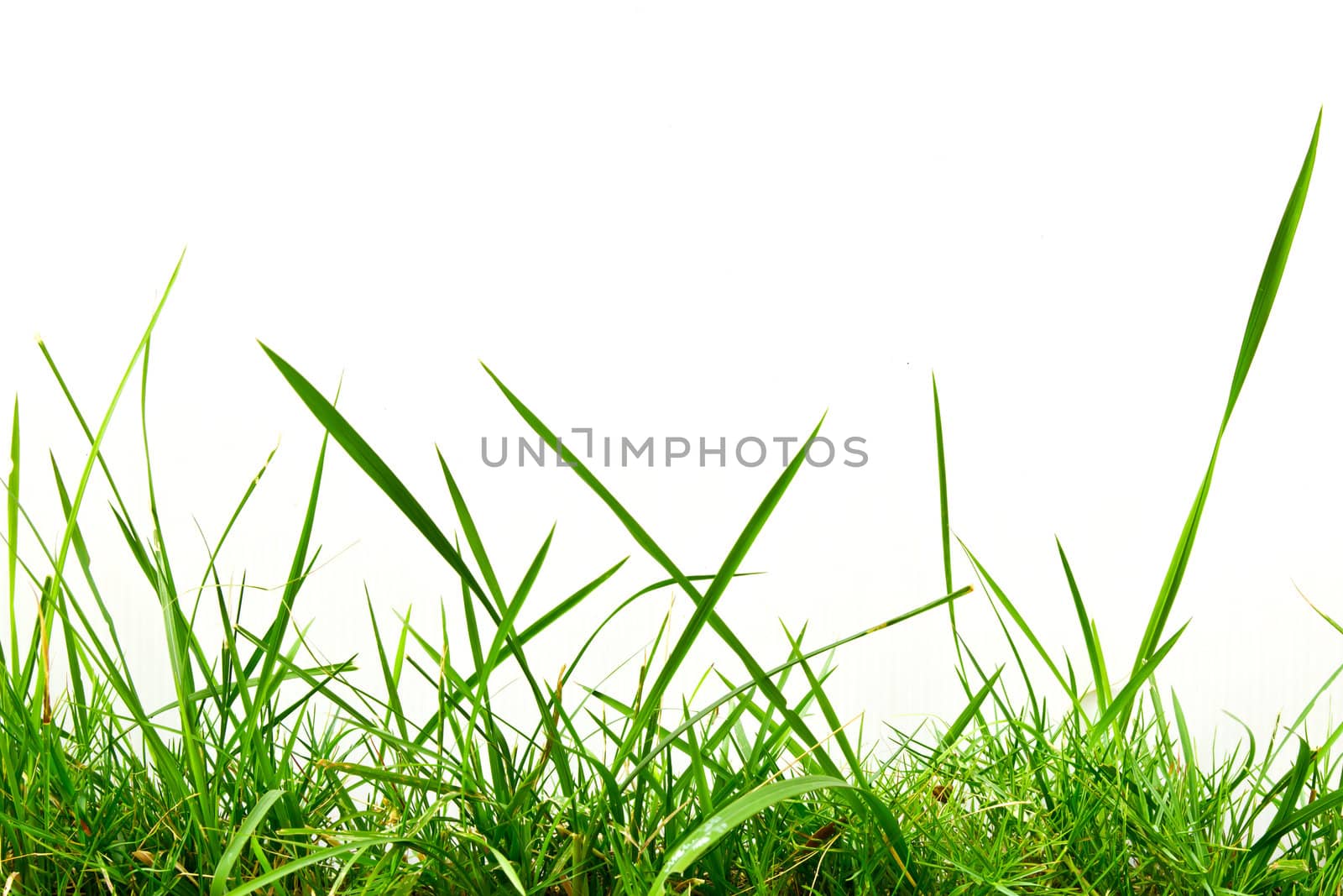 fresh spring green grass by tungphoto