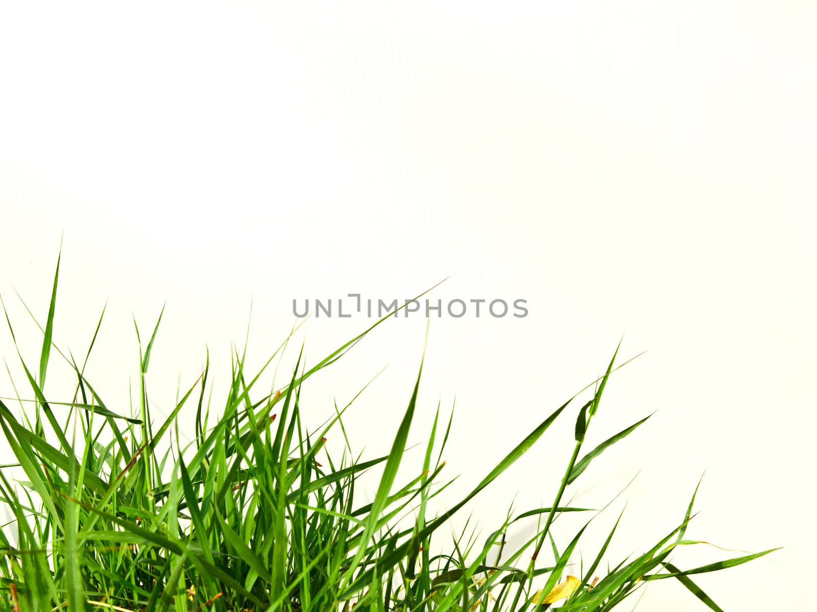 fresh spring green grass by tungphoto