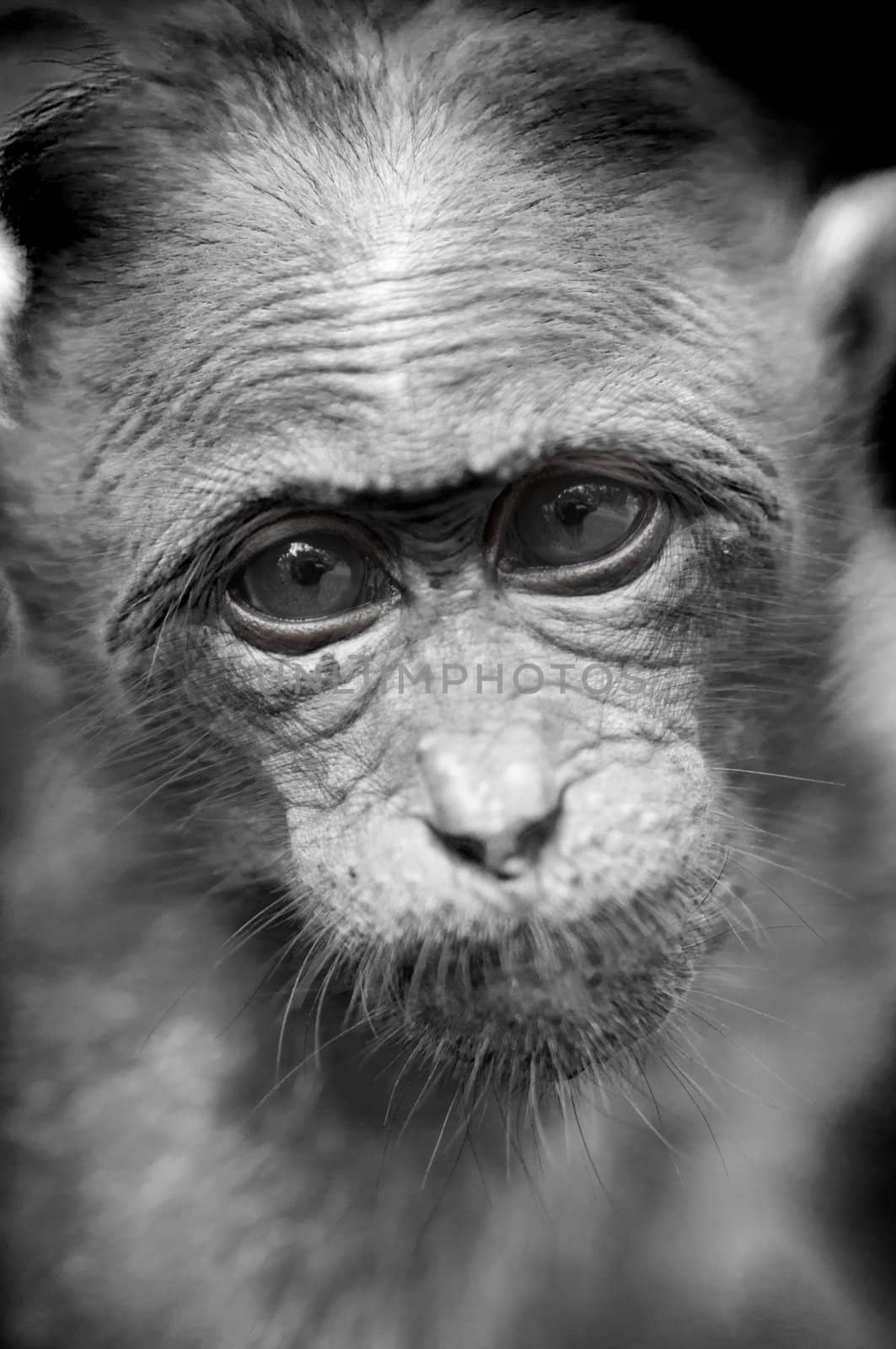 Rhesus Macaque - Macaca mulatta by johnnychaos