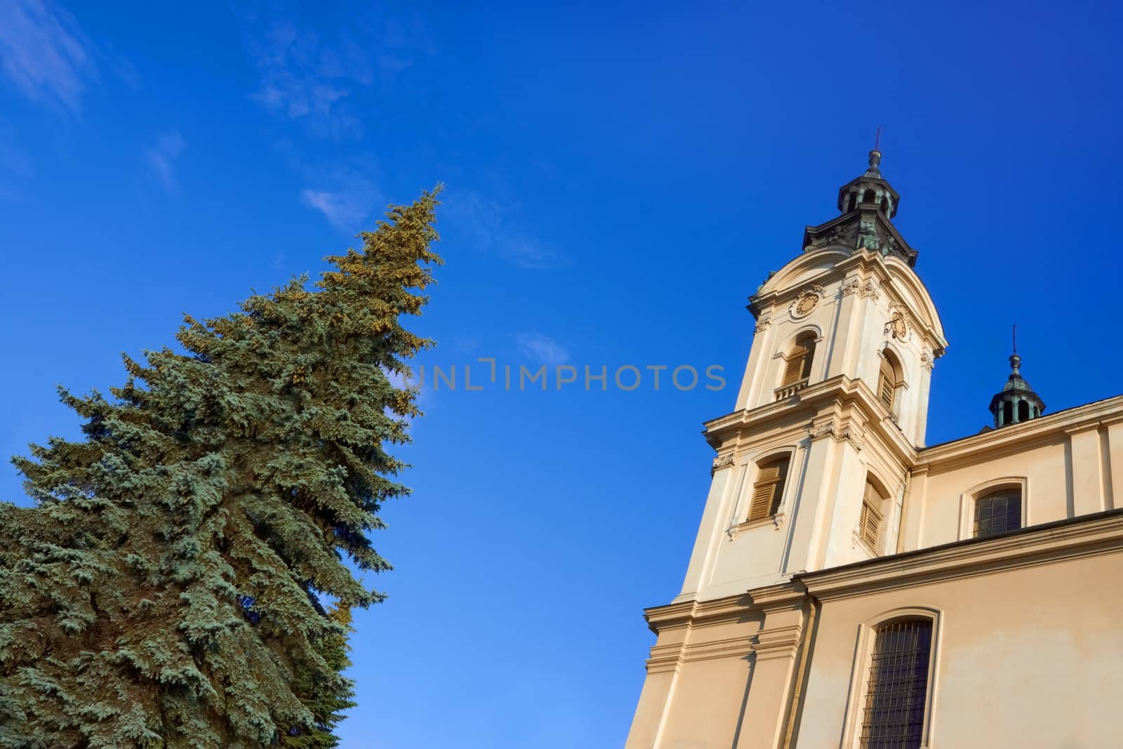 Spruce tree near Organ Hall building in historic downtown of Lviv, Ukraine