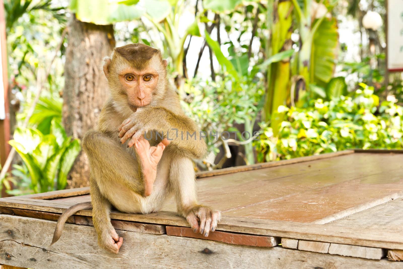 monkey sit on table by tungphoto