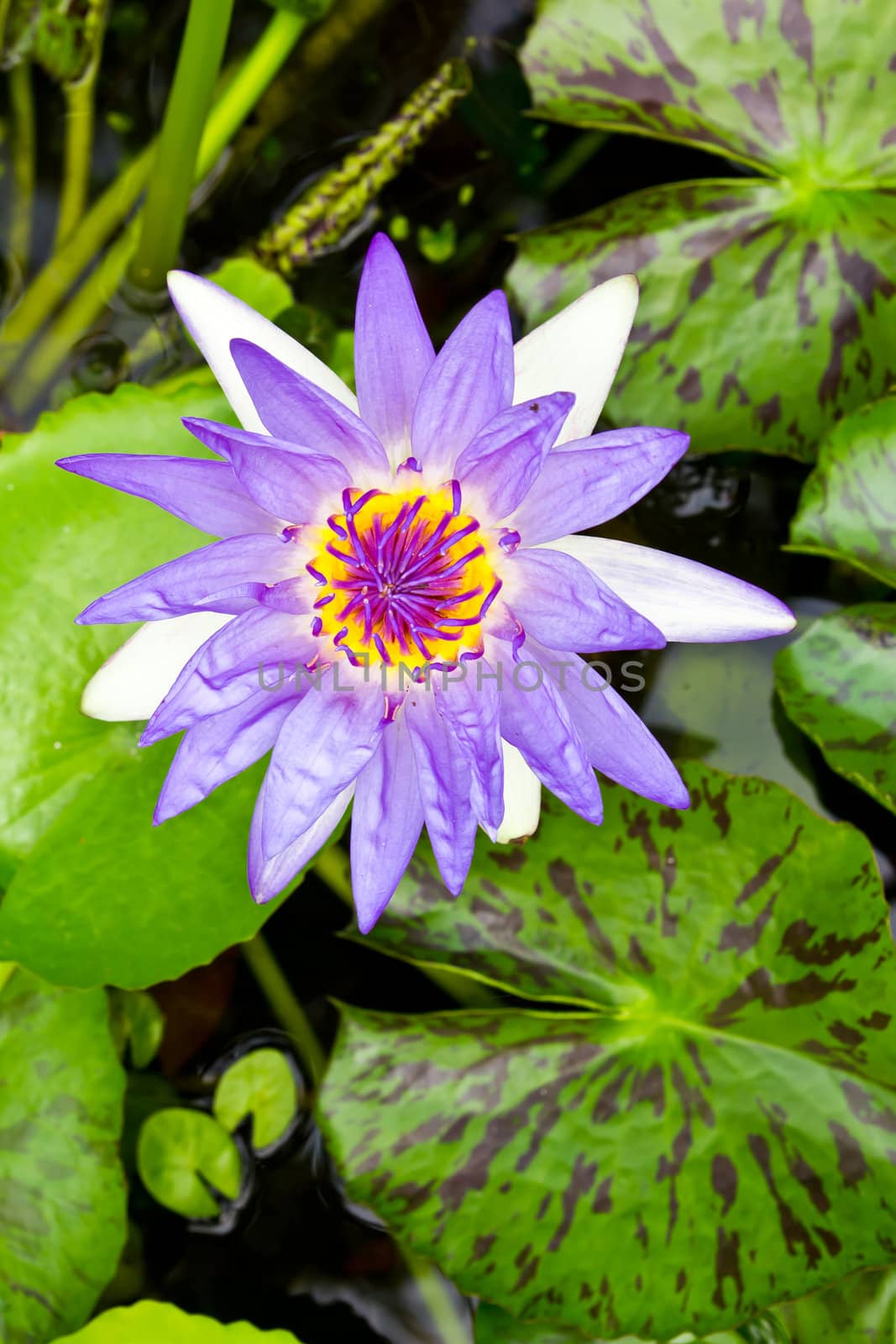 purple water lily