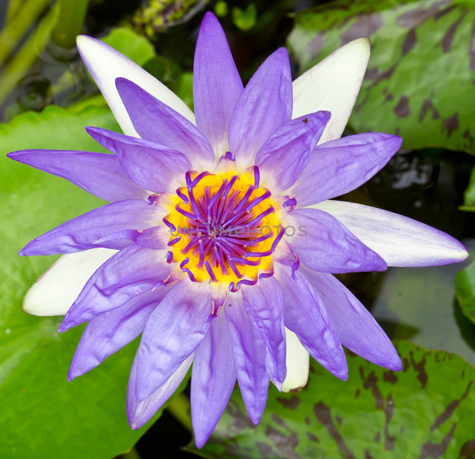 purple water lily by tungphoto