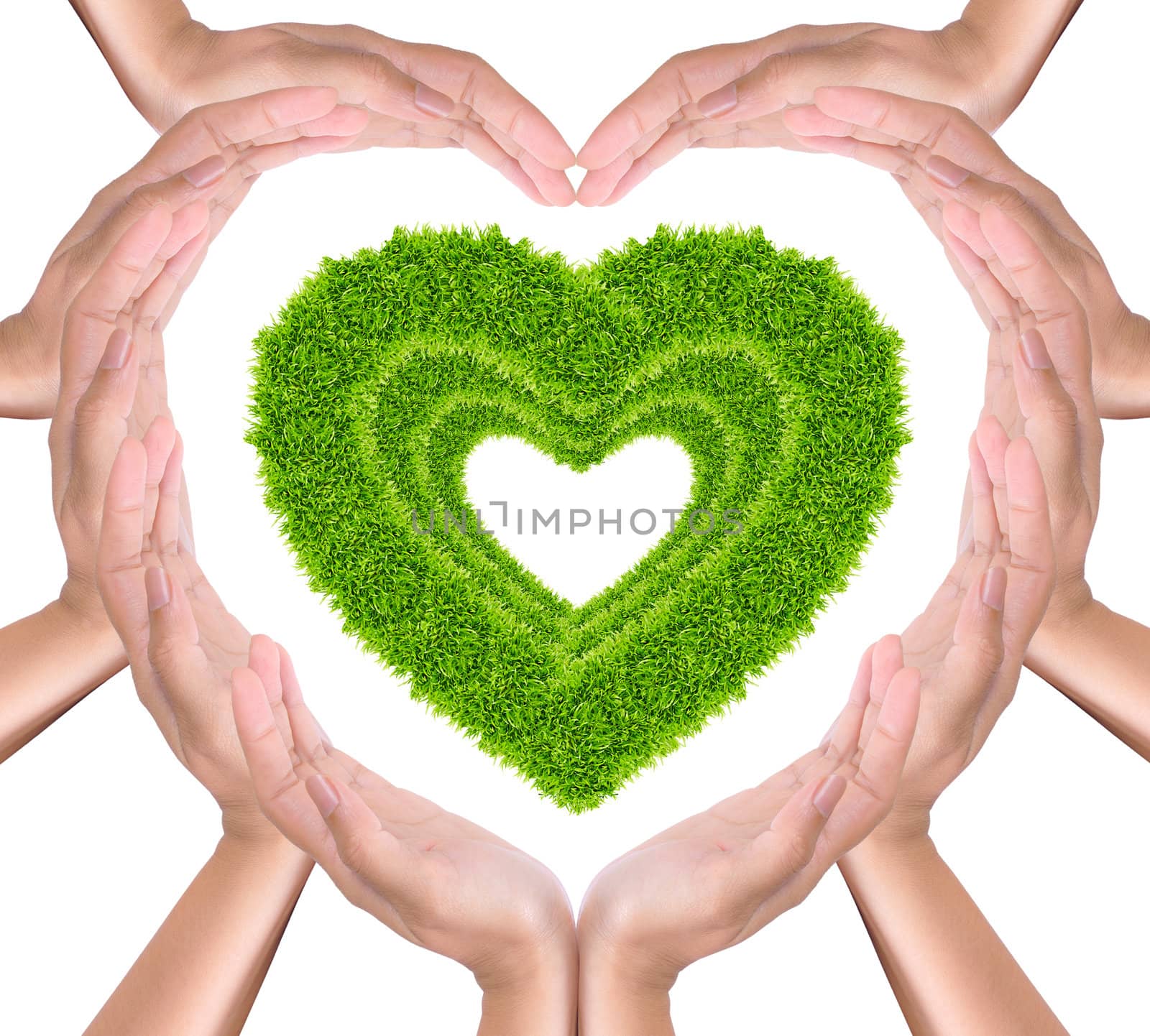 green grass heart in hands  by tungphoto