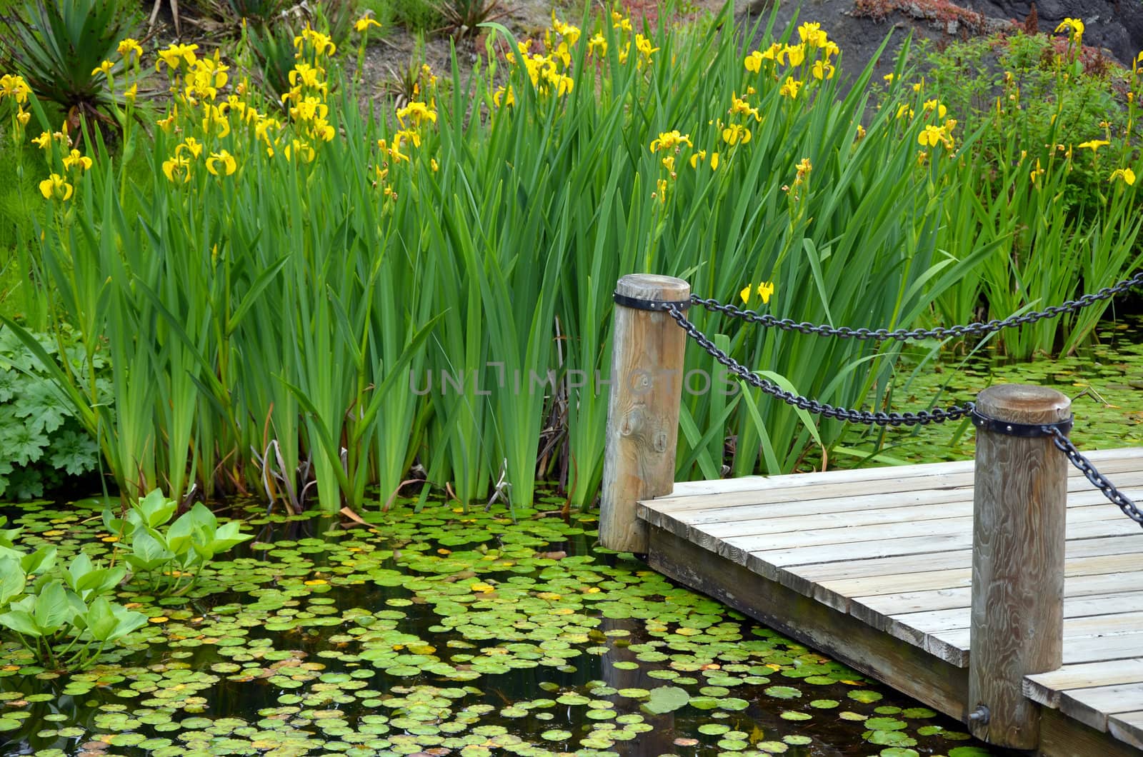 Botanical garden pond with yellow iris flowers 