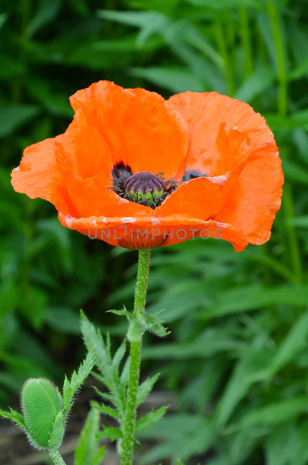 Single orange poppy flower against green background