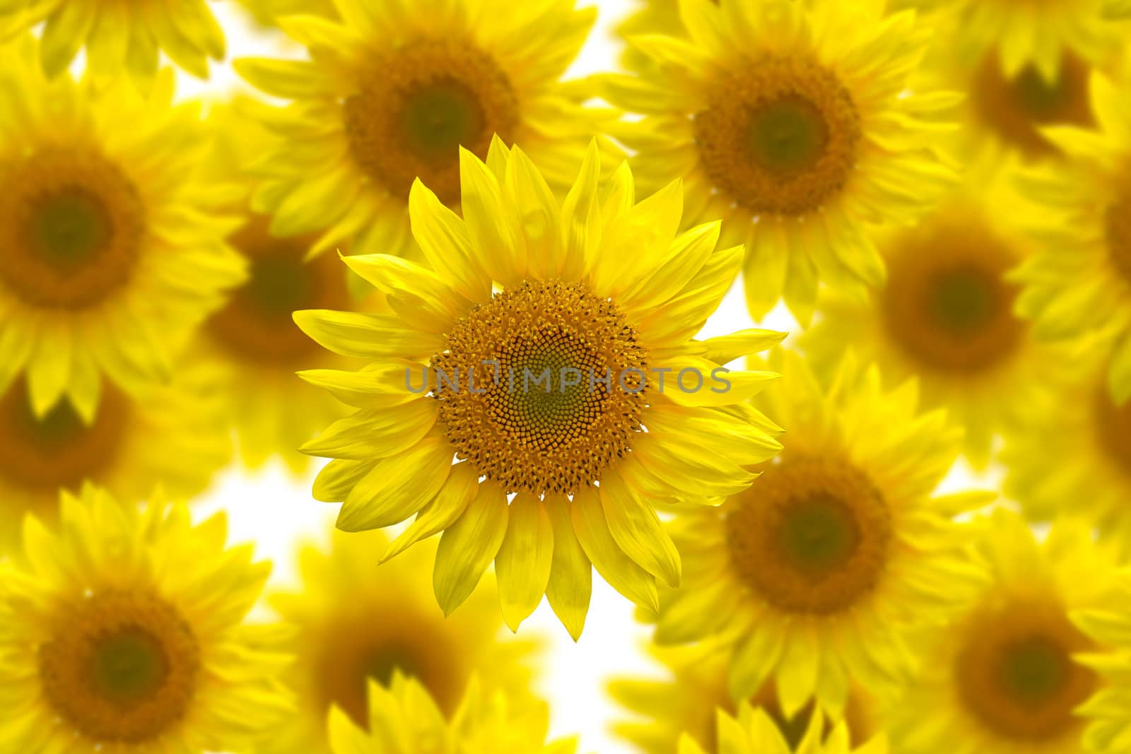 Sunflower seamless image for background by tungphoto