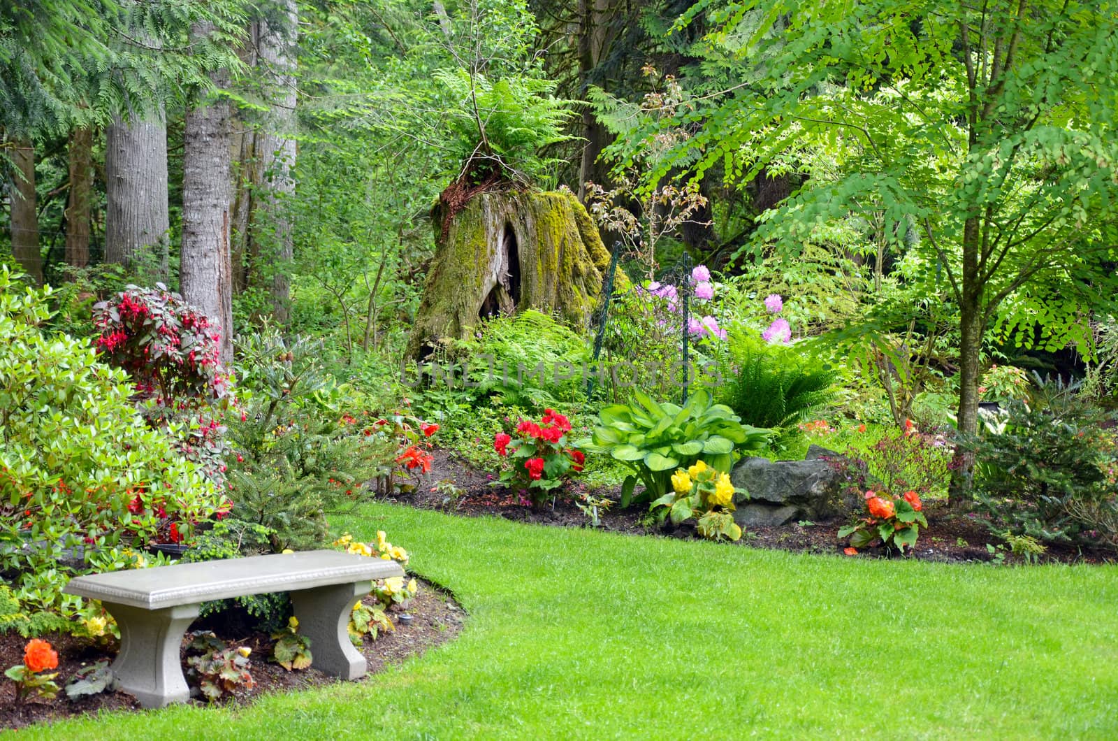 Lush pacific northwest botanical garden