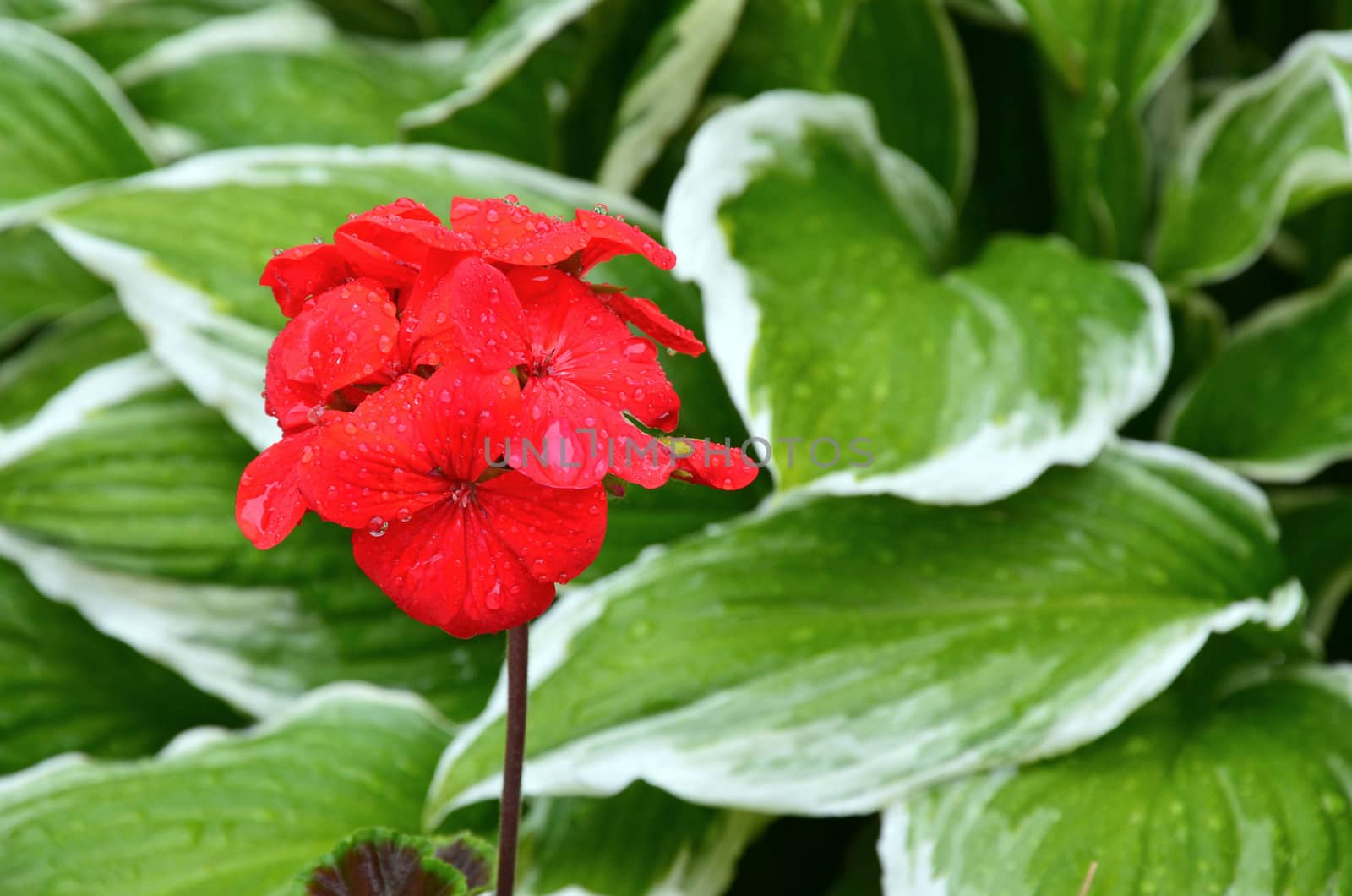 Red geranium flower with raindrops
