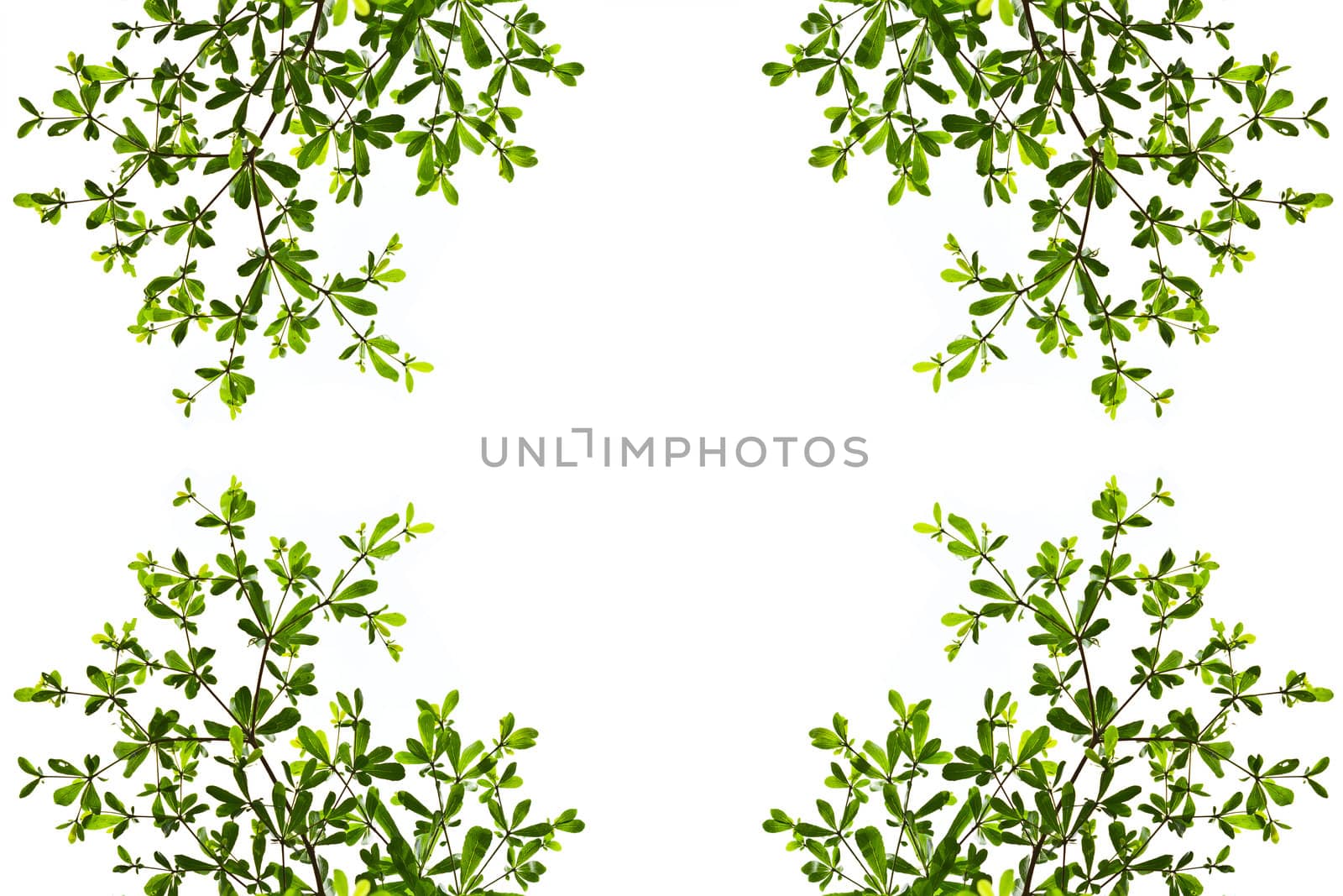 green leave isolated on white background by tungphoto