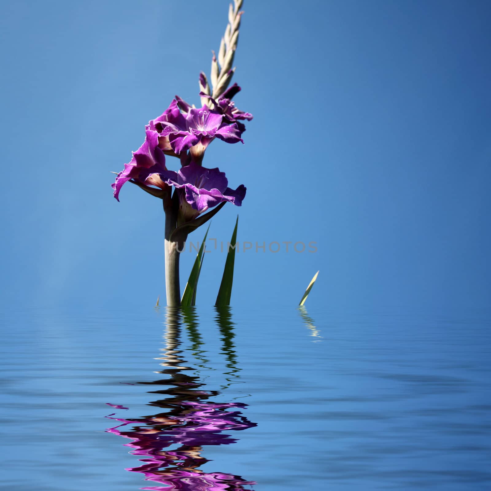 Close-up of a purple gladioli   by photochecker
