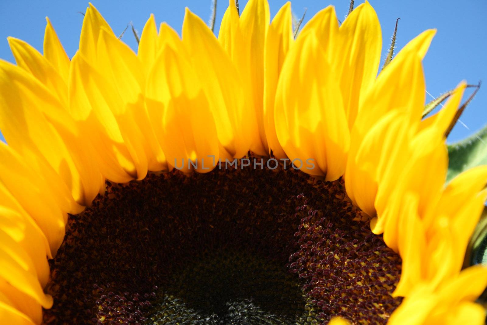 mature sunflower by photochecker