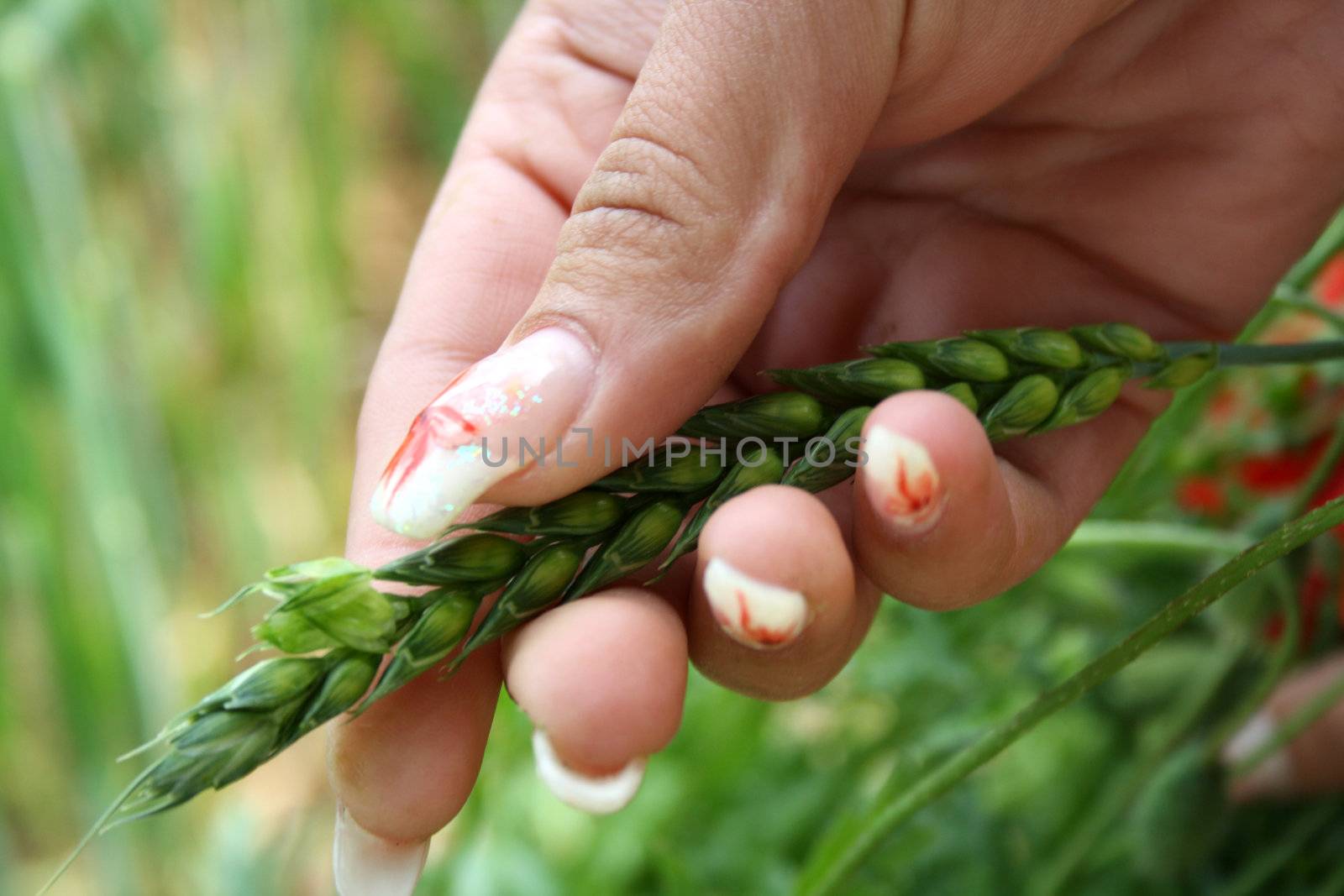 Beautiful female hands with manicure  