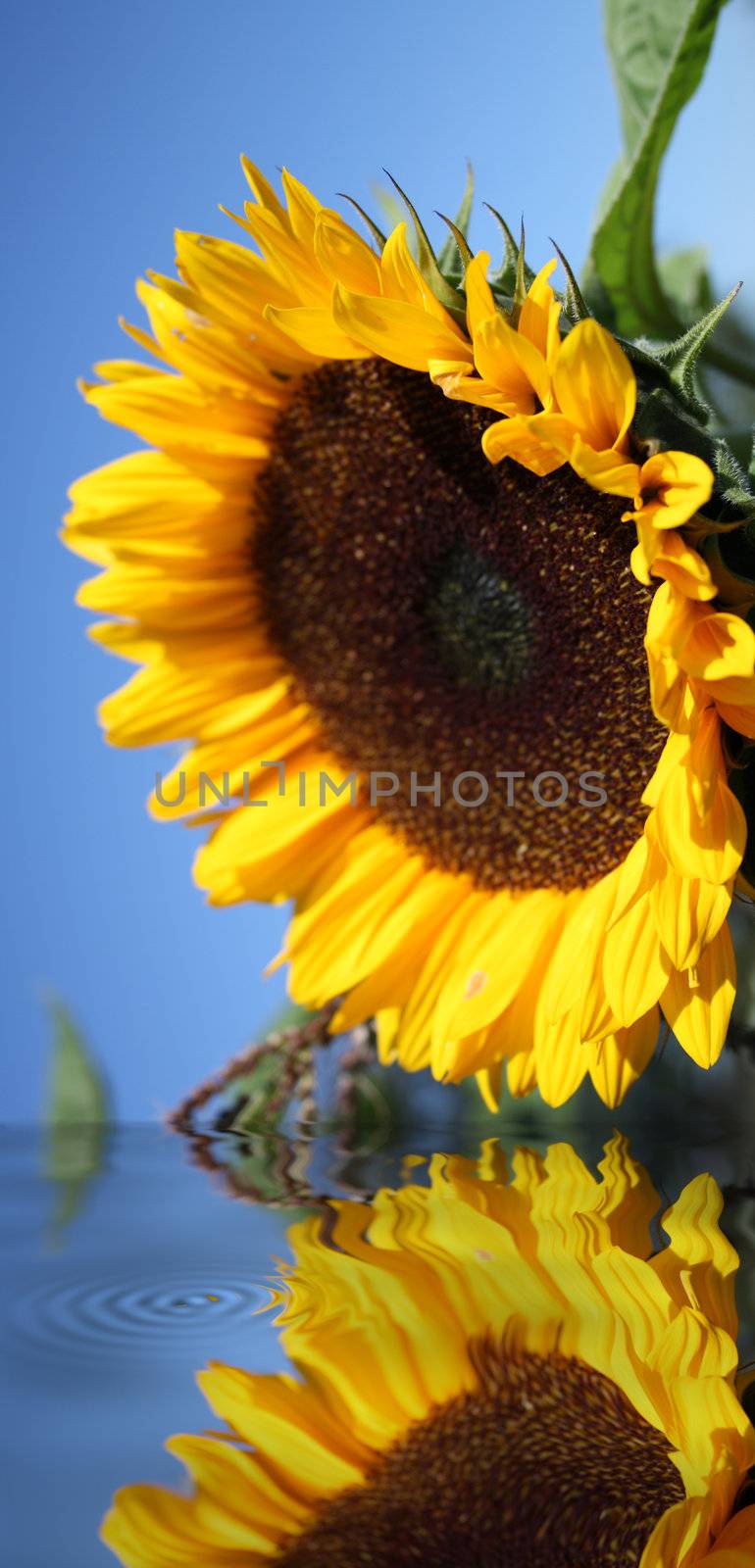 beatiful sunflower by photochecker
